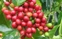 Thế giới hạt cà phê và cách phân biệt đơn giản nhất !! 5
