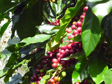 kt 7.1 Cà phê Arabica được trồng phổ biến ở những vùng nào ?