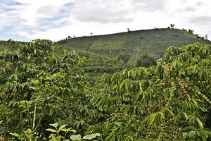 kt 7.2 Cà phê Arabica được trồng phổ biến ở những vùng nào ?