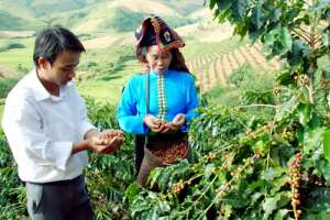 Cà phê Arabica được trồng phổ biến ở những vùng nào ? 3