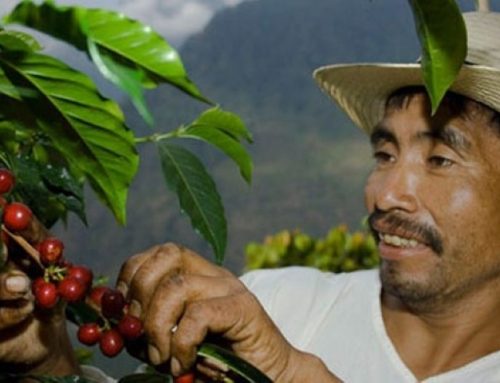 Việt Nam xuất khẩu cà phê sang những quốc gia và khu vực nào ?