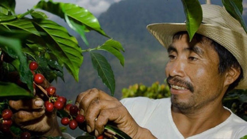 Việt Nam xuất khẩu cà phê sang những quốc gia và khu vực nào ? 9