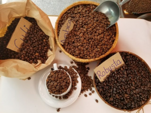 Tìm hiểu về cà phê Culi, bạn đã hiểu hết về loại hạt cà phê này chưa ? 2