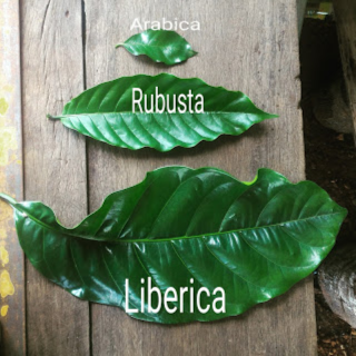 Cà phê Liberia ( cà phê Mít) là loại cà phê như thế nào? 2