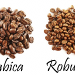 kt 19.1 Những yếu tố ảnh hưởng đến hàm lượng Cafein